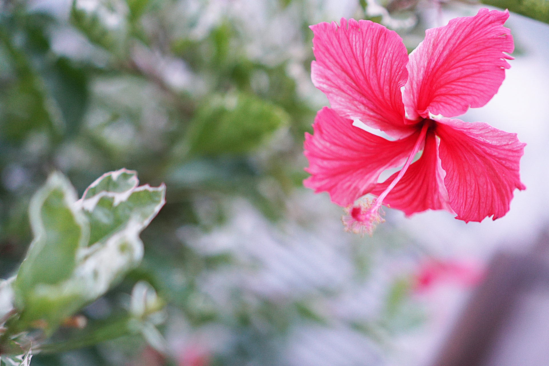 variegated hibiscus