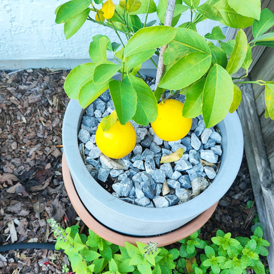 home grown meyer lemons