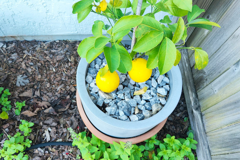 home grown meyer lemons