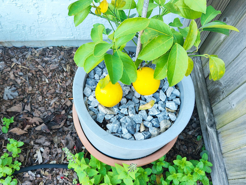 home grown meyer lemons