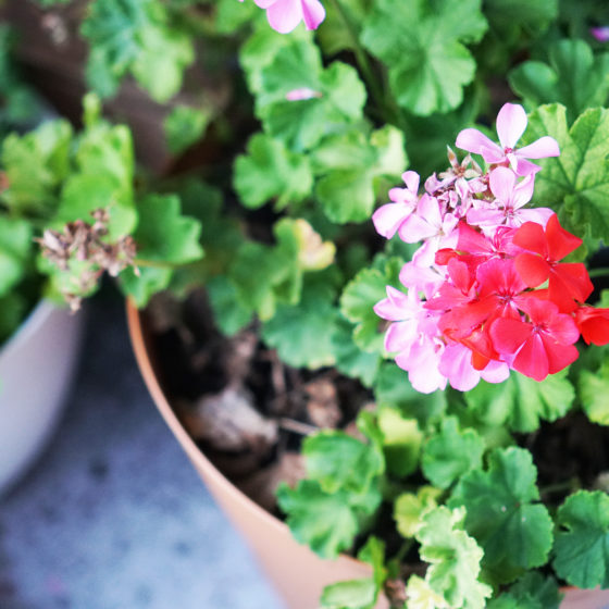 red geranium flowers