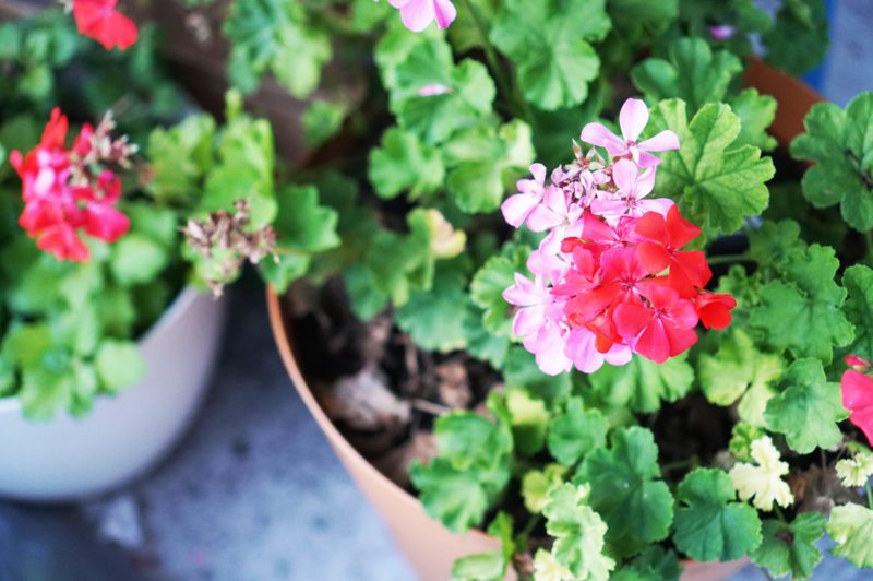 red geranium flowers