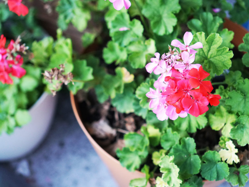 red geranium flowers